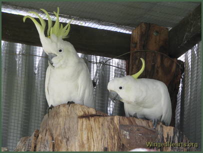 Charlie Boy and Mickey