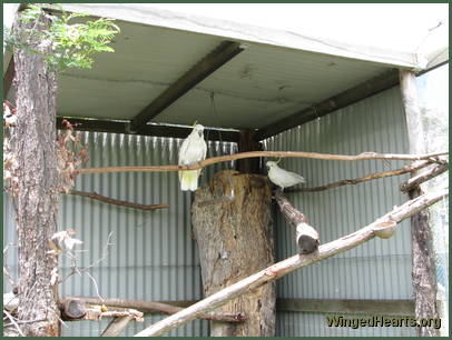 Charlie Boy and Mickey 2