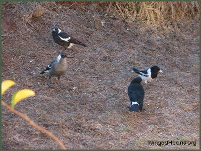 Magpies Sparky and Wendy with Karitu Currawong and Dimpy Pied-butcherbird