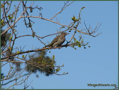 australian figbird