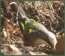 A babler searches for insects amongst the loose rocks of the retaining wall