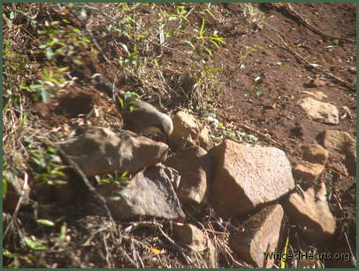 It's safe to look for insects It's safe to look for insects