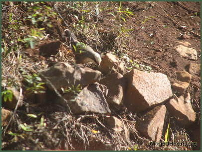 Got myself a nice bite Got myself a nice bite