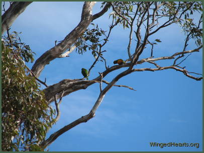 and show them my mate and show them my mate