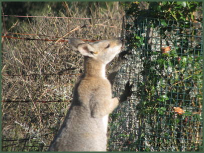 skippy smells a rose