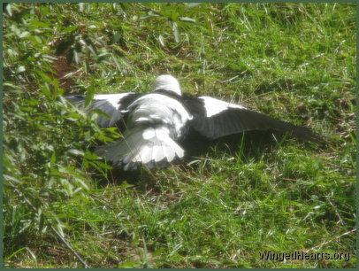 Bertie takes a sunbath