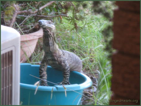 Glad for drink a goanna enjoys