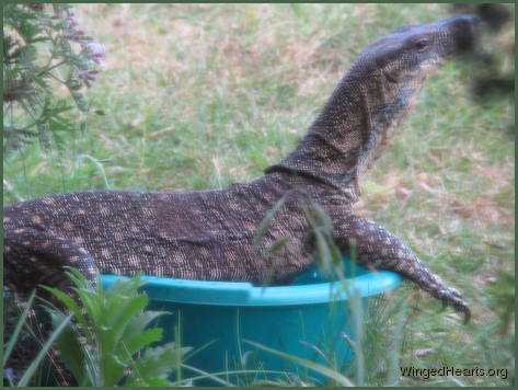 a soak before the birds chase him away