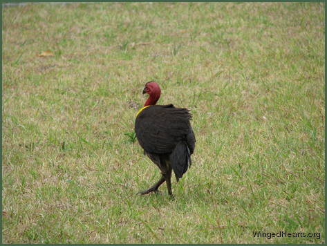 Buffy the Bush-turkey drops by for a visit