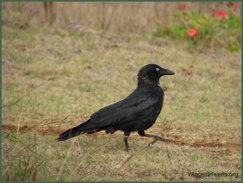 Crow and Monty are best friends