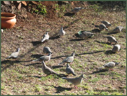 An afternoon party