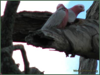 The second is a female