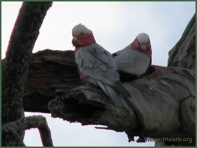 and the pair are in deep contemplation...