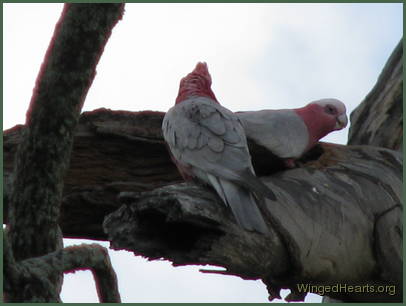 The lady's pleased with the nest..