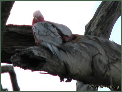 the guy feels she'll like him too.