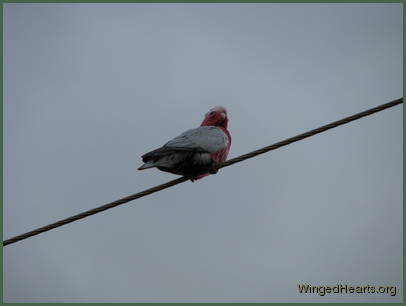 Their friend is waiting and watching from a distance