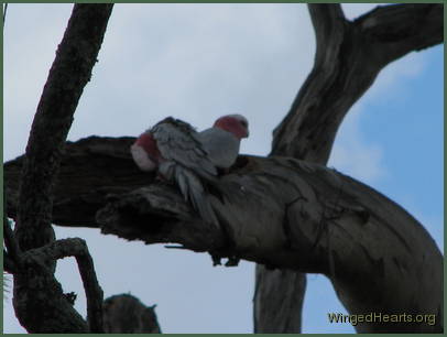 while the sweethearts ponder their next move