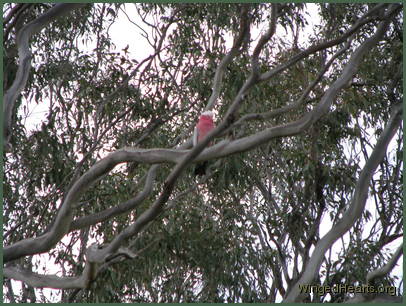 the friend's mate calls me too