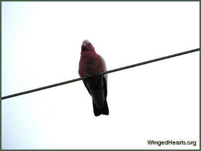 while they prepare to leave