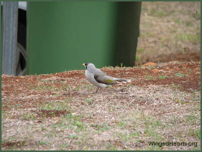 while Chipkin Noisy-miner arrives