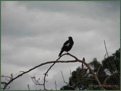 Sophie magpie is keeping watch