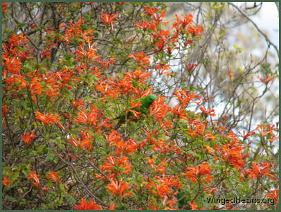 Lorikeets