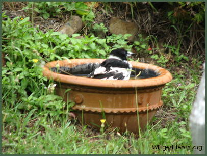 Dimpy is having a bath
