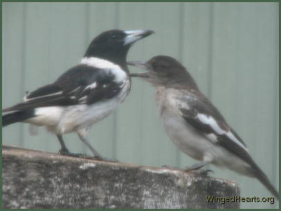 I want one too Mummy - Chucky tells Butch