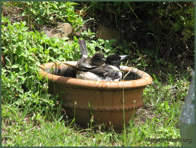 if Monty can swim so can we