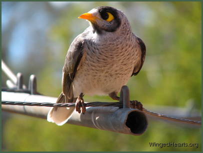 Noisy Miner sitting on the wire