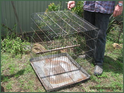 cockatoo caged